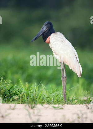 Close up de Jabiru debout sur une rive du fleuve, Pantanal, Brésil. Banque D'Images