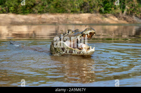 Close up d'un caiman yacare (Caiman yacare) piranha manger, Sud Pantanal, Brésil. Banque D'Images