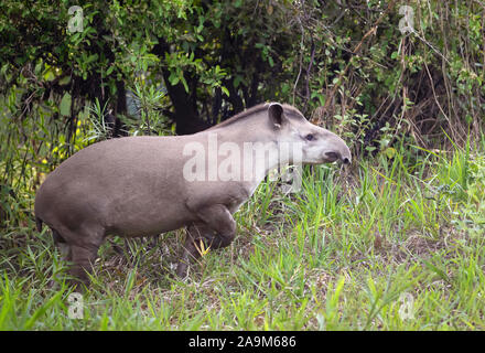 Close up d'un tapir d'Amérique du Sud la marche dans l'herbe, Pantanal, Brésil Banque D'Images