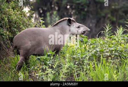 Close up d'un tapir d'Amérique du Sud la marche dans l'herbe, Pantanal, Brésil. Banque D'Images