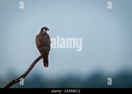Faucon Laggar Falco jugger ou une colère et d'oiseaux migrateurs assis sur la perche avec un fond vert en hiver matin à tal chhapar inde sanctuaire Banque D'Images