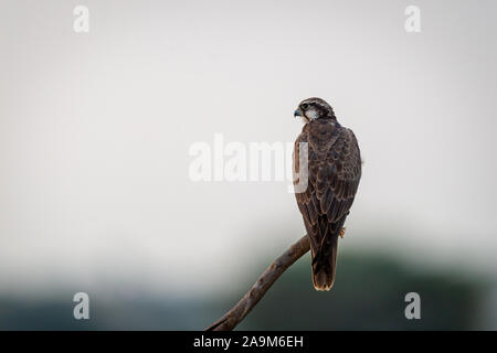 Faucon Laggar Falco jugger ou une colère et d'oiseaux migrateurs assis sur la perche avec un fond vert en hiver matin à tal chhapar inde sanctuaire Banque D'Images