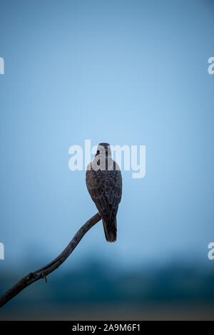 Faucon Laggar Falco jugger ou une colère et d'oiseaux migrateurs assis sur la perche avec un fond vert en hiver matin à tal chhapar inde sanctuaire Banque D'Images