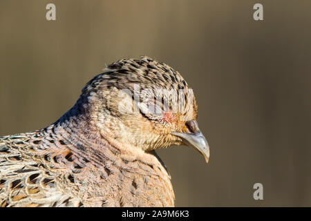 Vue latérale gros plan de la tête d'oiseau faisan femelle du Royaume-Uni sauvage (Phasianus colchicus) isolée à l'extérieur sous le soleil du printemps, les yeux fermés. Banque D'Images