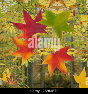 Les feuilles d'automne collage Banque D'Images