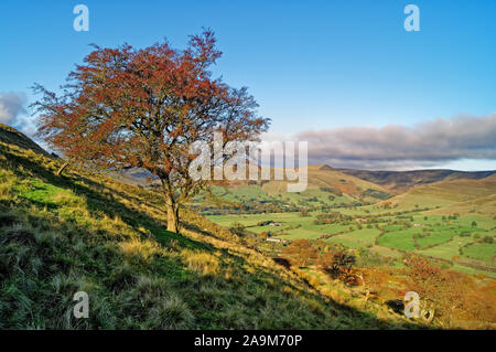 UK,Derbyshire, Peak District,Lone Aubépine arbre sur le côté de Mam Nick surplombant la vallée de Edale Banque D'Images