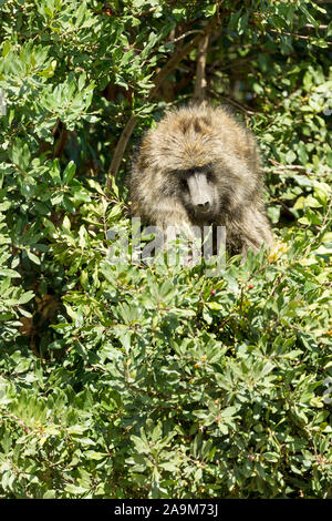 Un seul homme babouin Olive se nourrir dans un buisson, en partie caché par le feuillage, format vertical, Ol Pejeta Conservancy, Laikipia, Kenya, Africa Banque D'Images