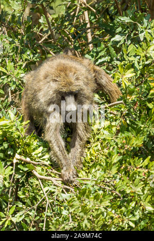 Un seul homme babouin Olive se nourrir dans un buisson, en partie caché par le feuillage, format vertical, Ol Pejeta Conservancy, Laikipia, Kenya, Africa Banque D'Images