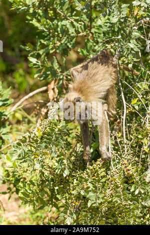 Un seul jeune babouin Olive se nourrir dans un buisson, format vertical, Ol Pejeta Conservancy, Laikipia, Kenya, Africa Banque D'Images