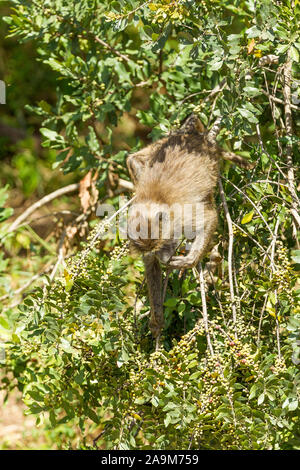 Un seul jeune babouin Olive se nourrir dans un buisson, format vertical, Ol Pejeta Conservancy, Laikipia, Kenya, Africa Banque D'Images