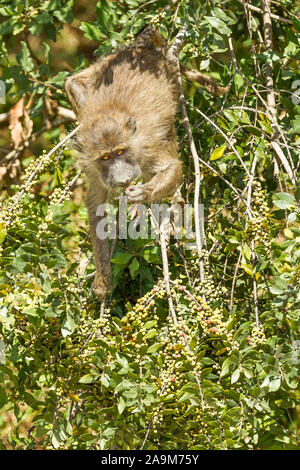 Un seul jeune babouin Olive se nourrir dans un buisson, format vertical, Ol Pejeta Conservancy, Laikipia, Kenya, Africa Banque D'Images