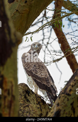 Un seul adulte Aigle Martial perché sur un acacia, regardant dans l'écart dans les arbres, format vertical, Ol Pejeta Conservancy, Laikipia, Kenya, Africa Banque D'Images