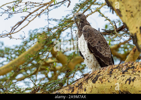 Un seul adulte Aigle Martial perché sur un acacia, regardant vers l'avenir, format Paysage, Ol Pejeta Conservancy, Laikipia, Kenya, Africa Banque D'Images