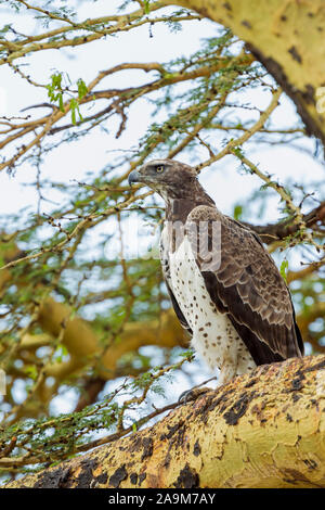 Un seul adulte Aigle Martial perché sur un acacia, à l'avant, format vertical, Ol Pejeta Conservancy, Laikipia, Kenya, Africa Banque D'Images