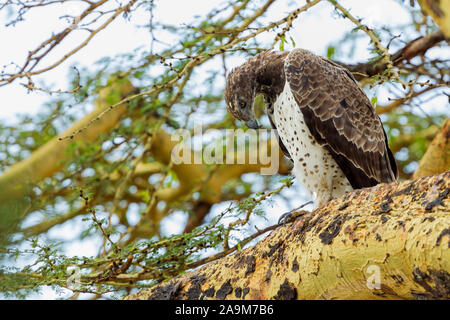 Un seul adulte Aigle Martial perché sur un acacia, regardant vers le bas, format Paysage, Ol Pejeta Conservancy, Laikipia, Kenya, Africa Banque D'Images