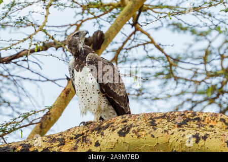 Un seul adulte Aigle Martial perché sur un acacia, looking up, format Paysage, Ol Pejeta Conservancy, Laikipia, Kenya, Africa Banque D'Images