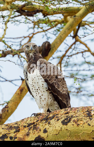 Un seul adulte Aigle Martial perché sur un acacia, à l'avant, format vertical, Ol Pejeta Conservancy, Laikipia, Kenya, Africa Banque D'Images