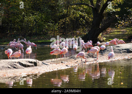 Les flamants, le zoo du Bronx, Wildlife Conservation Society, Parc Bronx, Bronx, NYC Banque D'Images