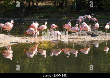 Les flamants, le zoo du Bronx, Wildlife Conservation Society, Parc Bronx, Bronx, NYC Banque D'Images