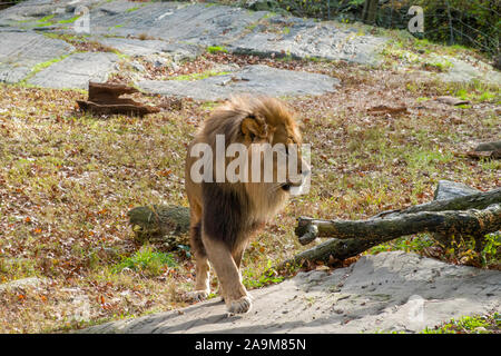 Pièce Lion, le Bronx Zoo, Wildlife Conservation Society, Parc Bronx, Bronx, NYC Banque D'Images