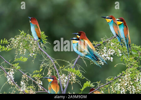 Bienenfresser (Merops apiaster) European Bee Eater Banque D'Images