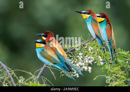 Bienenfresser (Merops apiaster) European Bee Eater Banque D'Images