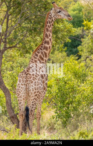 Girafe (Giraffa camelopardalis) Comité permanent entre les grands arbres, Pilanesberg National Park, Afrique du Sud. Banque D'Images