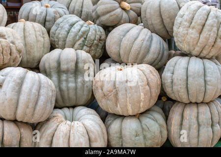 Montagne de citrouilles. De nombreuses grosses citrouilles. Un tas de citrouilles. Libre de belles citrouilles blanches fantomatiques. Préparation pour l'halloween Banque D'Images