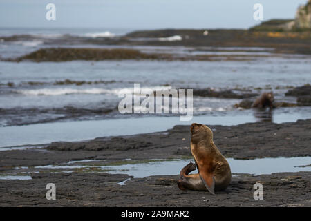 Groupe de la mer du Sud (Otaria flavescens) sur la côte de l'île sombre dans les îles Falkland. Banque D'Images