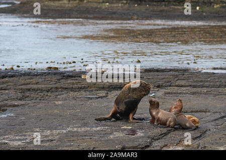 Groupe de la mer du Sud (Otaria flavescens) sur la côte de l'île sombre dans les îles Falkland. Banque D'Images