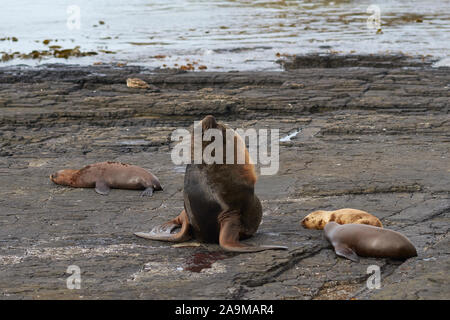 Groupe de la mer du Sud (Otaria flavescens) sur la côte de l'île sombre dans les îles Falkland. Banque D'Images
