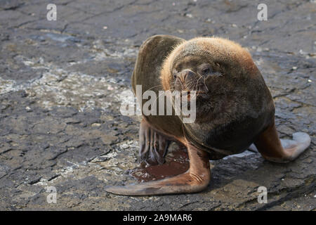 Groupe de la mer du Sud (Otaria flavescens) sur la côte de l'île sombre dans les îles Falkland. Banque D'Images