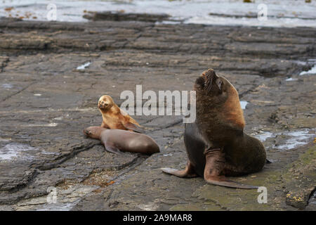 Groupe de la mer du Sud (Otaria flavescens) sur la côte de l'île sombre dans les îles Falkland. Banque D'Images