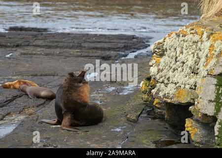 Groupe de la mer du Sud (Otaria flavescens) sur la côte de l'île sombre dans les îles Falkland. Banque D'Images
