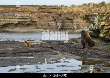 Groupe de la mer du Sud (Otaria flavescens) sur la côte de l'île sombre dans les îles Falkland. Banque D'Images