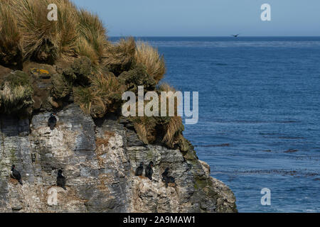 Shag Rock (Phalacrocorax magellanicus) nichant sur les falaises de l'île sombre dans les îles Falkland. Banque D'Images