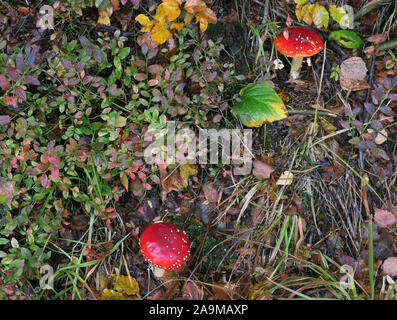 03 octobre 2019, la Thuringe, Zella-Mehlis : Fly agarics croître dans Ruppertstal à côté de plantes de couleur d'automne. Photo : Soeren Stache/dpa-Zentralbild/ZB Banque D'Images