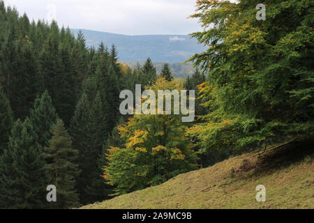 03 octobre 2019, la Thuringe, Zella-Mehlis : dans Ruppertstal Autumnally arbres colorés. Photo : Soeren Stache/dpa-Zentralbild/ZB Banque D'Images