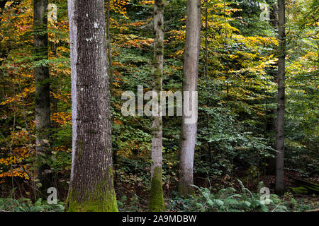 Les arbres et les couleurs de l'automne dans un bois mixtes à l'Anglaise, East Sussex, Angleterre, Royaume-Uni Banque D'Images