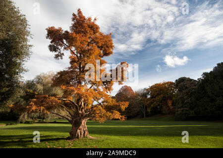 Taxodium distichum, cyprès de marais dans le feuillage d'automne dans un parc de plus en plus anglais, Alexandra Park, Hastings, East Sussex, England, UK Banque D'Images