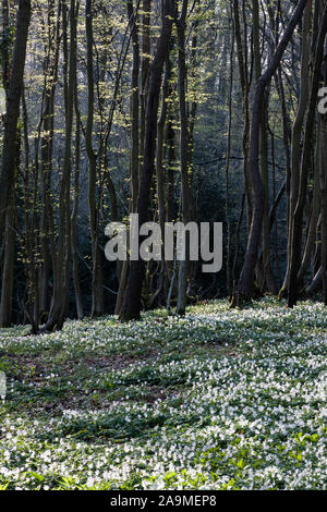 Bois des anémones (anemone nemorosa) dans les forêts anciennes de Seigneurie Woods, Horsemonden, Kent, England, UK Banque D'Images