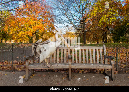 Un pélican reprend un ensemble de banc, assis dans un parc de Londres Banque D'Images