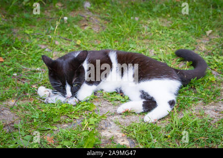 Chat de maison noir et blanc pris un gris souris et joue avec elle Banque D'Images