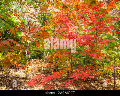 Voyage Corée du Sud - rouge érable japonais (Acer palmatum) dans jardin Huwon dans la ville de Séoul sur la journée ensoleillée d'automne Banque D'Images