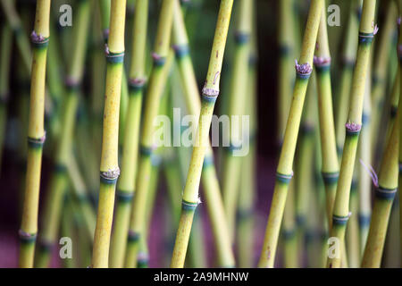 Phyllostachys aurea (bambou) Cannes : Les plantes de l'architecture, l''hôtel Nuthurst, Horsham Banque D'Images