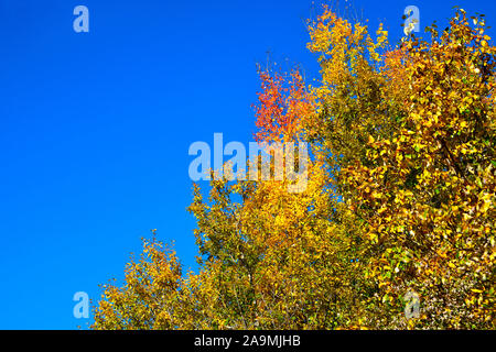 Image horizontale des sommets des arbres de peuplier faux-tremble avec leurs feuilles tourner les jaunes lumineux et les rouges de l'automne sur un Fond bleu ciel dans les régions rurales de l'Alberta au Canada Banque D'Images