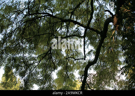 Arbre dans le jardin de Gilbert White's house, l se réveille, Selborne, Hampshire, Royaume-Uni Banque D'Images