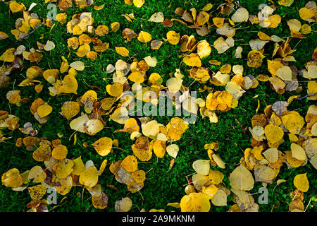 Une image horizontale de feuilles tombées à l'épaisse herbe verte couvrant le sol dans les régions rurales de l'Alberta Canada Banque D'Images