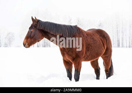 Promenades à cheval brun foncé sur le terrain couvert de neige, arbres en arrière-plan flou Banque D'Images