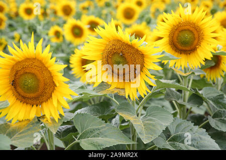 Le tournesol, France Banque D'Images